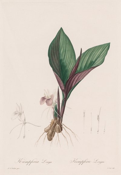 The Lilies: Kaempferia longa by Pierre Joseph Redouté
