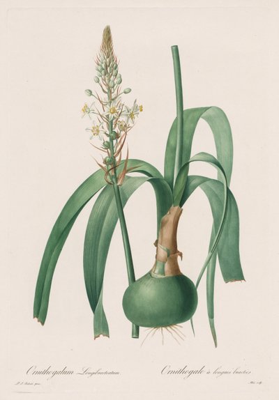 The Lilies: Ornithogalum longibracteatum by Pierre Joseph Redouté