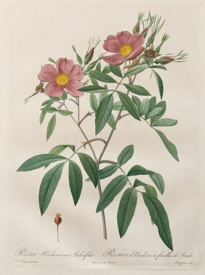 The Roses: Rosa Hudsoniana Salicifolia by Pierre Joseph Redouté