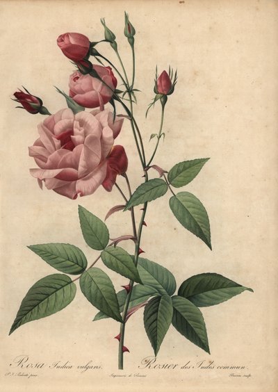 Pink China Rose, Rosa Chinensis by Pierre Joseph Redouté