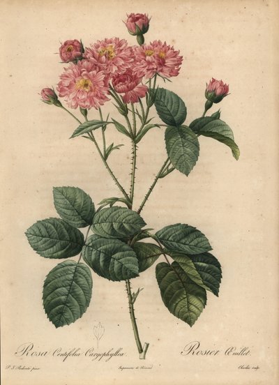 Pink Carnation-Petal Cabbage Rose, Rosa Centifolia by Pierre Joseph Redouté