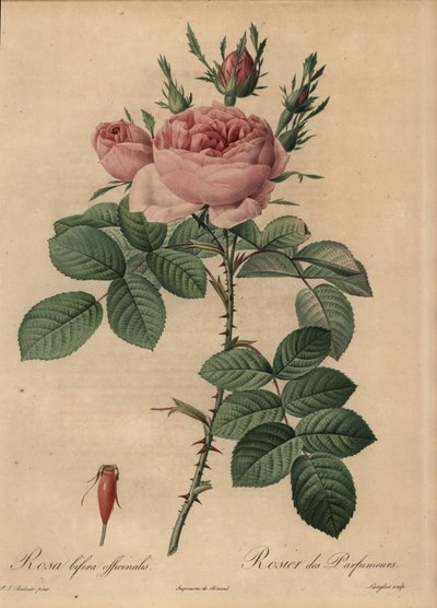 Pink Hybrid Rose, Rosa Bifera by Pierre Joseph Redouté