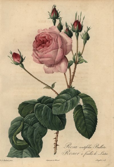 Pink lettuce rose Bullata, Rosa centifolia by Pierre Joseph Redouté