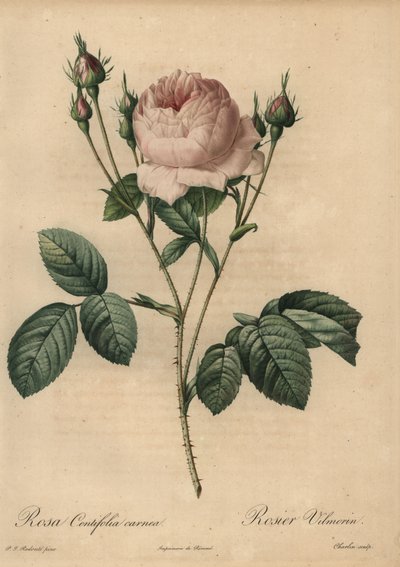 Pink rose, Rosa centifolia carnea by Pierre Joseph Redouté