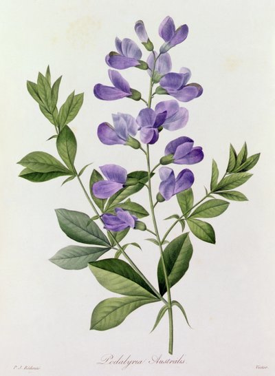 Podalyria Australis by Pierre Joseph Redouté