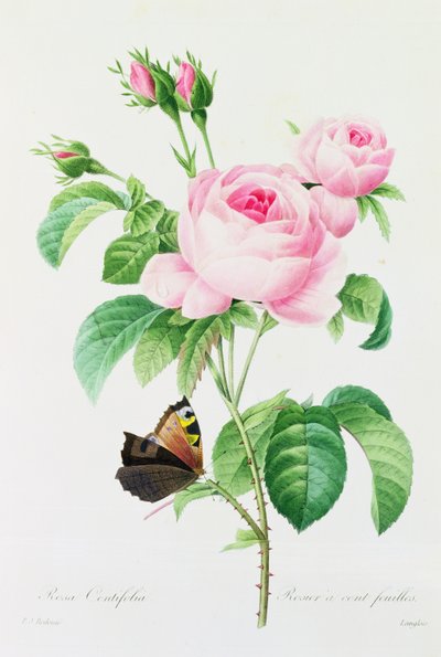 Rosa Centifola by Pierre Joseph Redouté
