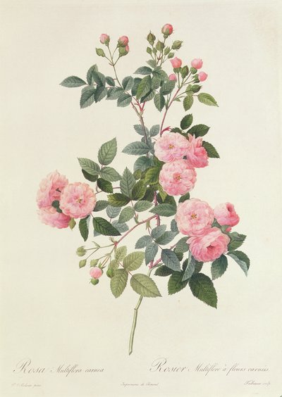 Rosa Multiflora Carnea by Pierre Joseph Redouté