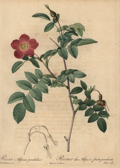 Scarlet alpine rose, Rosa pendulina by Pierre Joseph Redouté