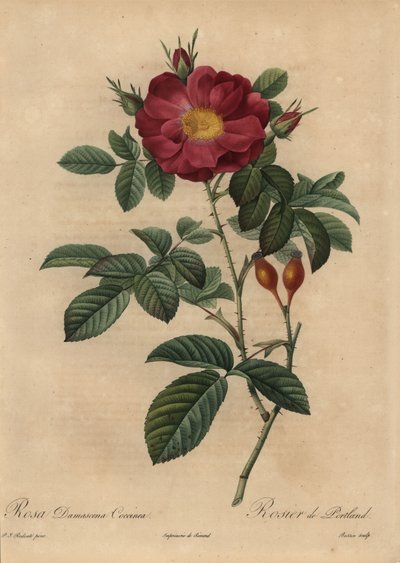 Scarlet damask rose, Rosa damascena by Pierre Joseph Redouté