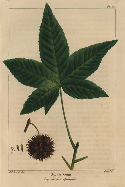 Sweet gum tree, Liquidambar styraciflua by Pierre Joseph Redouté