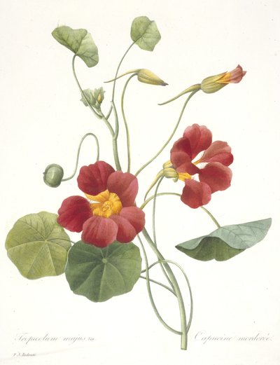 Tropaeolum majus (Garden Nasturtium), 1827 by Pierre Joseph Redouté