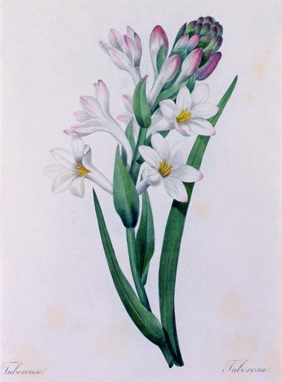 Tuberosa by Pierre Joseph Redouté