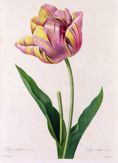 Tulipa Culta by Pierre Joseph Redouté