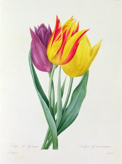 Tulipa Gesneriana by Pierre Joseph Redouté
