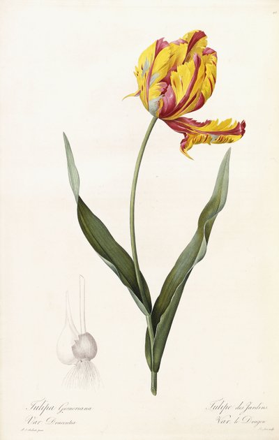 Tulipa Gesneriana - Tulip of the Gardens by Pierre Joseph Redouté