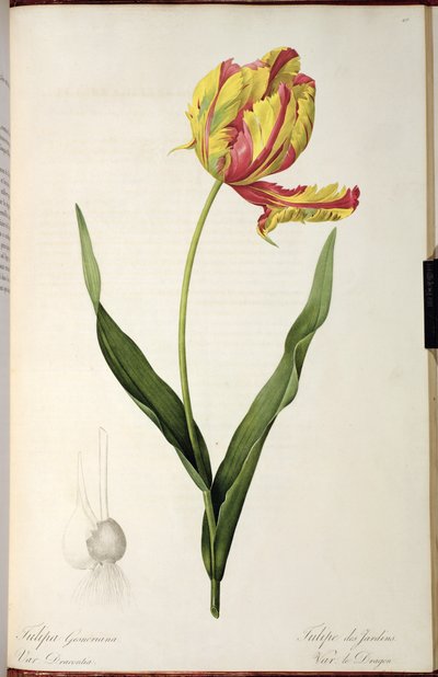 Tulipa gesneriana dracontia, from 