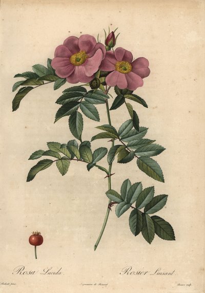 Violet Virginia Rose, Rosa Virginiana by Pierre Joseph Redouté