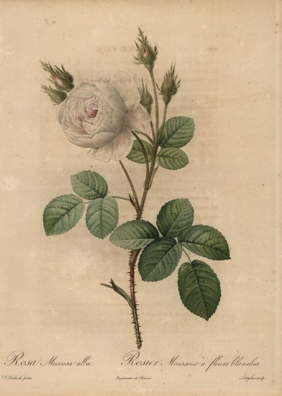 White Cabbage Rose, Rosa Muscosa Alba by Pierre Joseph Redouté
