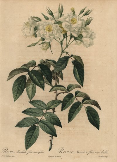 White musk rose, Rosa moschata by Pierre Joseph Redouté