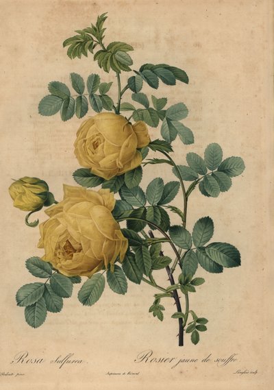 Yellow sulphur rose, Rosa hemisphaerica by Pierre Joseph Redouté