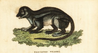 Broad-Striped Malagasy Mongoose, Galidictis Fasciata (1800) by Pierre Sonnerat