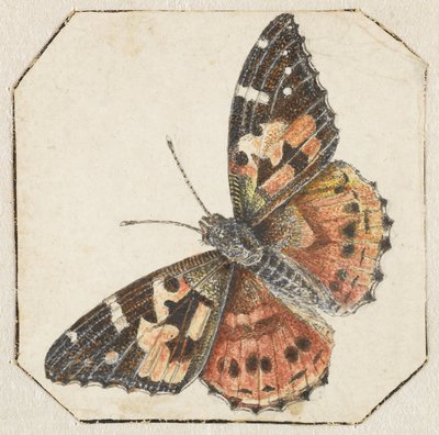 Painted Lady (Vanessa cardui) by Pieter Barbiers (possibly)