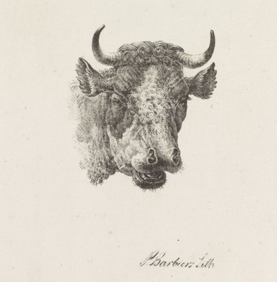 Bull
