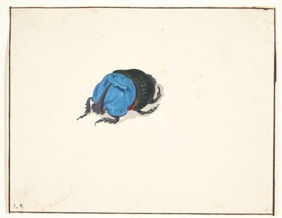 A Rhinoceros Beetle (Scarabaeidae) by Pieter Holsteijn