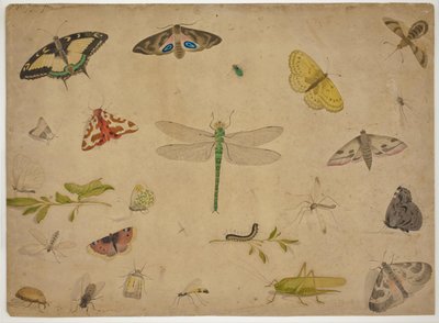 26 Insects by Pieter I Holsteijn