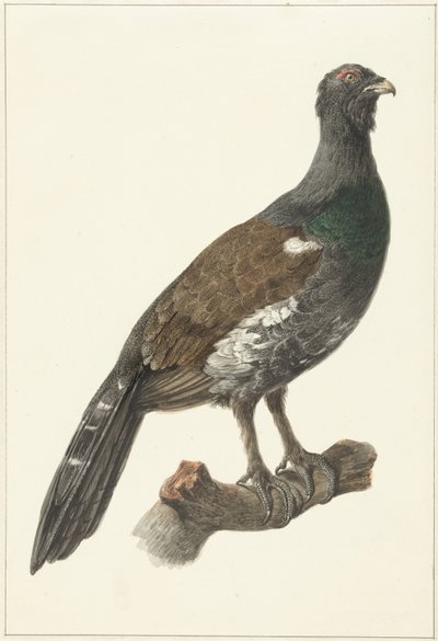 Capercaillie by Pieter Pietersz. Barbiers