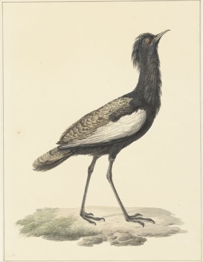 Great Indian Bustard (Eupodotis bengalensis / Houbaropsis bengalensis) by Pieter Pietersz. Barbiers