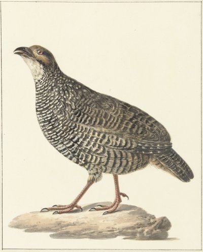 Chinese Francolin (Excalfactoria chinensis) by Pieter Pietersz. Barbiers