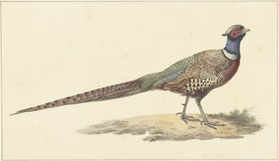 Pheasant by Pieter Pietersz. Barbiers