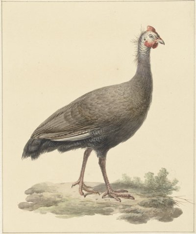 Helmeted Guineafowl by Pieter Pietersz. Barbiers