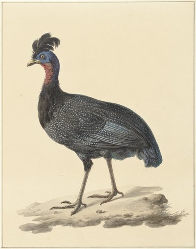 Crested Guinea Fowl by Pieter Pietersz. Barbiers