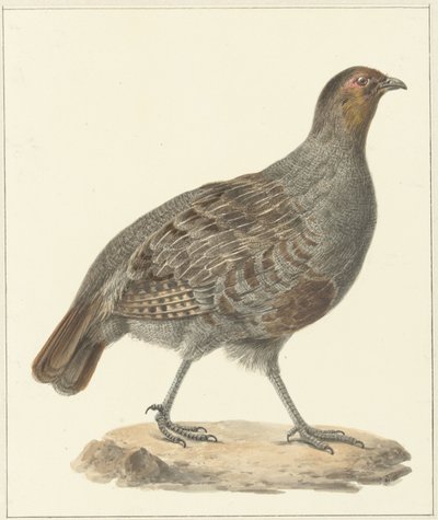 Partridge by Pieter Pietersz. Barbiers