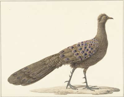 Mirror Peacock by Pieter Pietersz. Barbiers