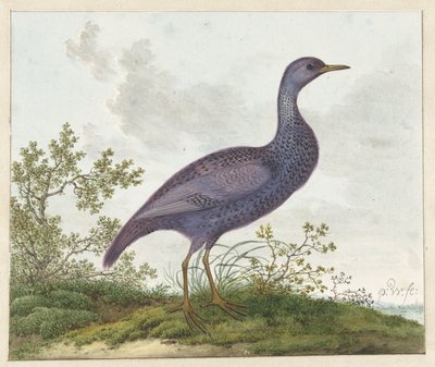 Spotted Crake (Porzana porzana)? by Pieter Withoos