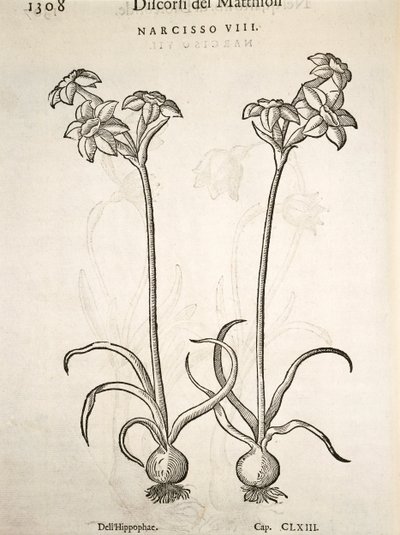 Narcissus, engraving by Pier Andrea Mattioli by Pietro Andrea Mattioli