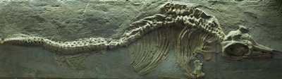 Ichthyosaur Fossil, Jurassic (Lias) period by Prehistoric Prehistoric