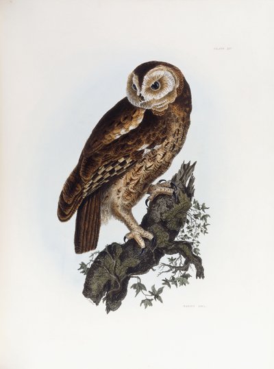 Tawny Owl, 1841 by Prideaux John Selby