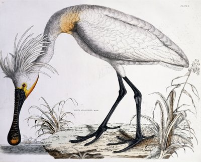 White Spoonbill, 1834 by Prideaux John Selby