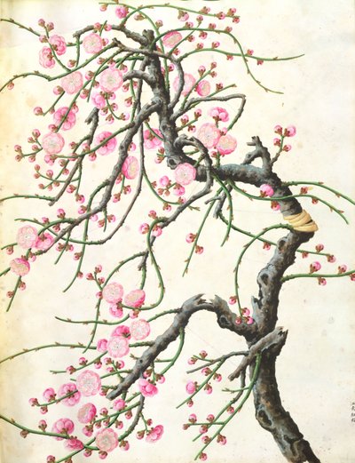 Peach Blossom by Qing Dynasty Chinese School