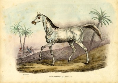 Arab Horse by Raimundo Petraroja