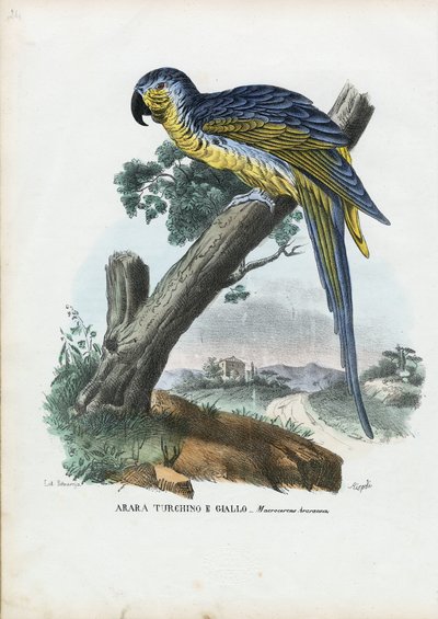 Blue-And-Yellow Macaw by Raimundo Petraroja