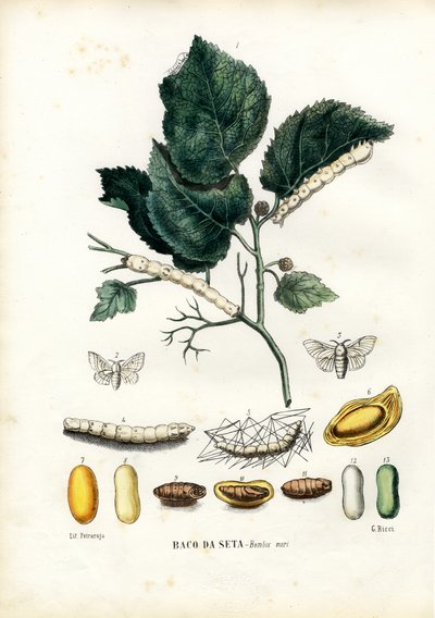 Butterflies, 1863-79 by Raimundo Petraroja