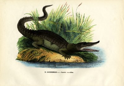 Caiman, 1863-79 by Raimundo Petraroja