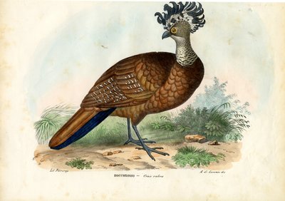 Great Curassow, 1863-79 by Raimundo Petraroja