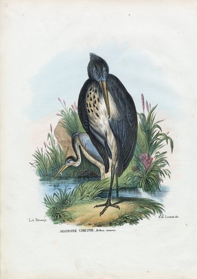 Grey Heron, 1863-79 by Raimundo Petraroja