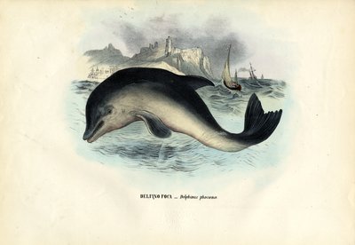 Harbour Porpoise, 1863-79 by Raimundo Petraroja